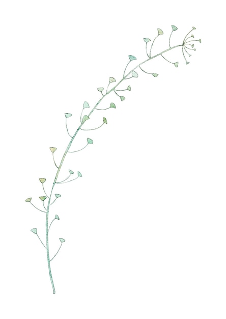 un dibujo de una planta con una hoja verde