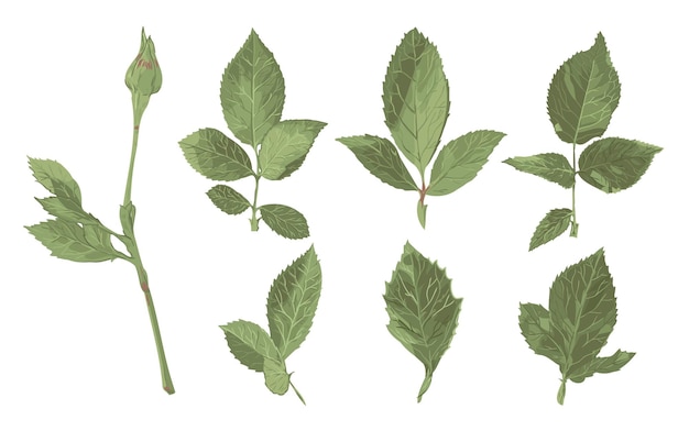 Un dibujo de una planta con hojas y las palabras "inglés" en la parte superior.