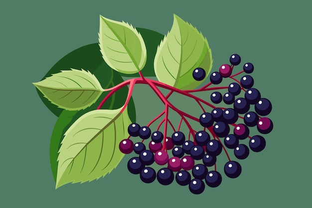 Vector un dibujo de una planta con hojas verdes y bayas rojas