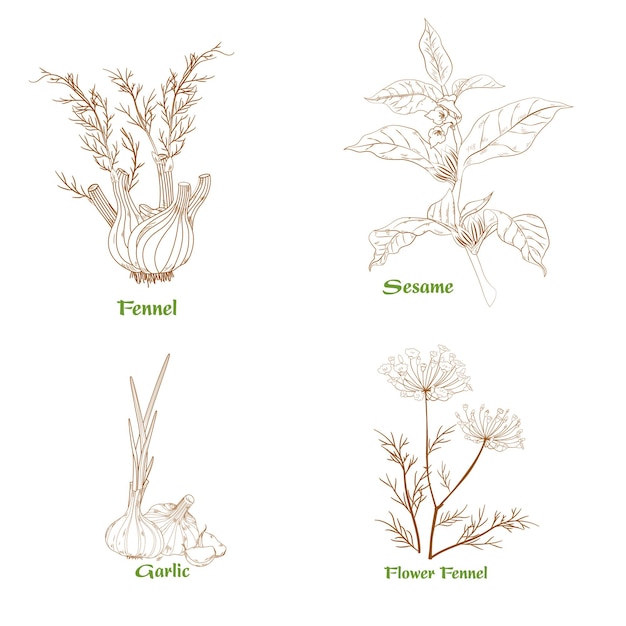 Un dibujo de una planta con la palabra vegetal en él Iconos de ingredientes herbáceos vectoriales