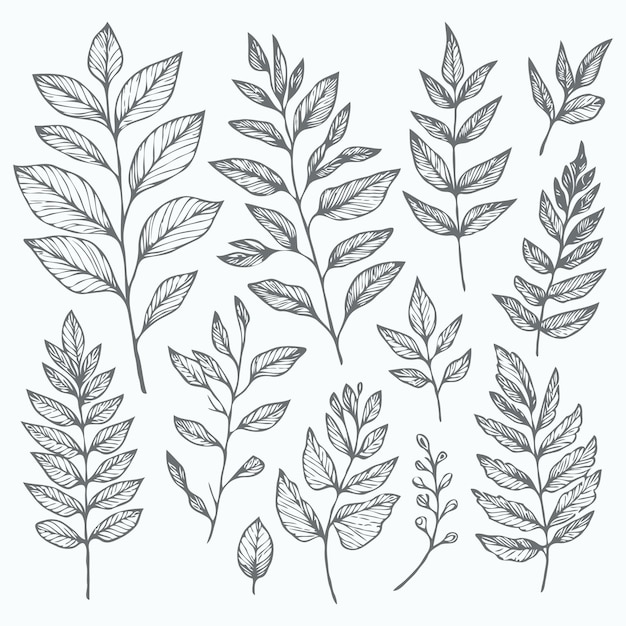un dibujo de plantas con hojas y hojas