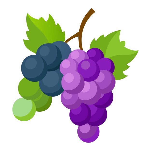 un dibujo de un ramo de uvas púrpuras con hojas verdes