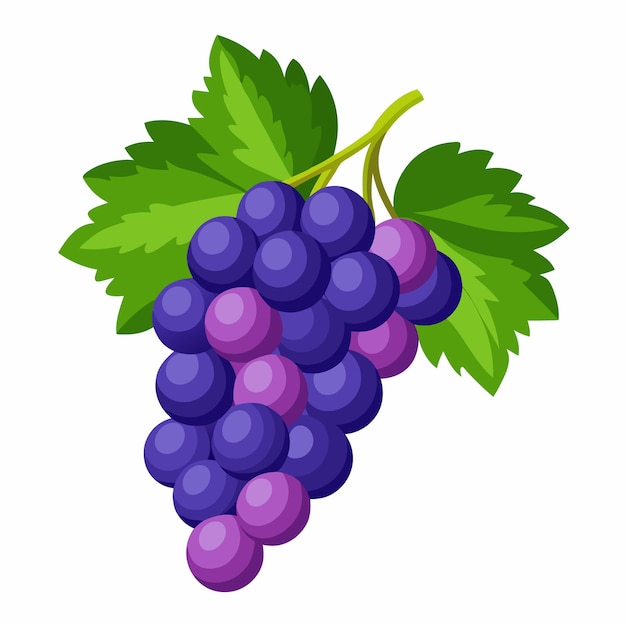 un dibujo de un ramo de uvas púrpuras con hojas verdes