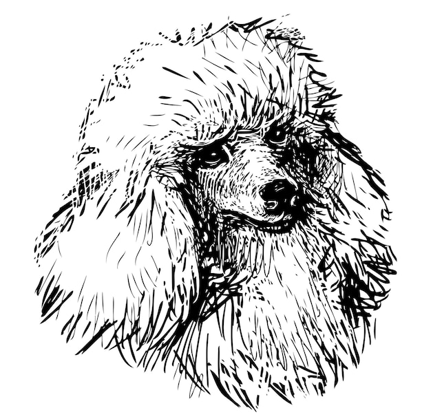 Dibujo retrato de lindo caniche blanco