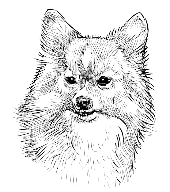 Dibujo de retrato de lindo perro faldero esponjoso