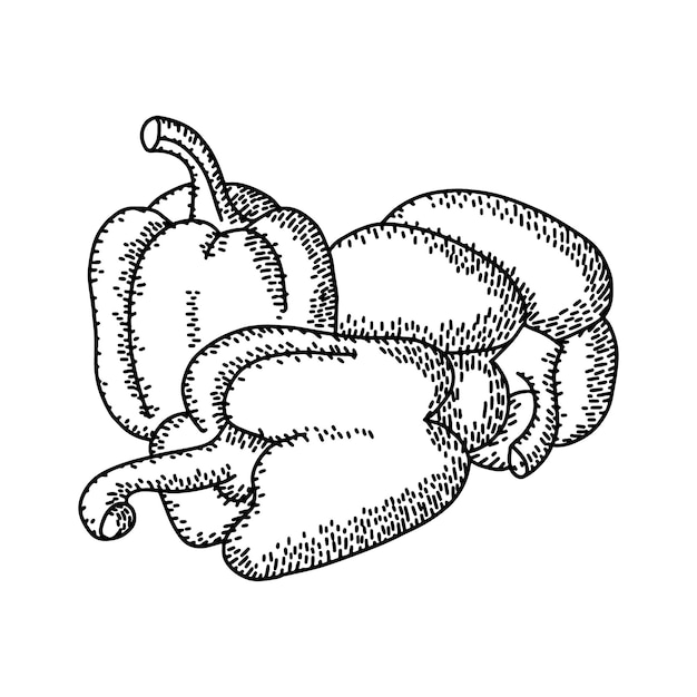 Vector dibujo retro grabado de un grupo de pimientos