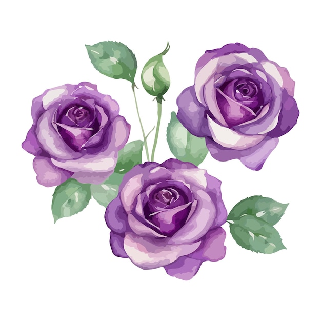 un dibujo de rosas moradas con hojas verdes y hojas moradas