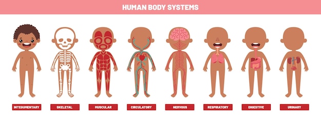 Vector dibujo de los sistemas del cuerpo humano