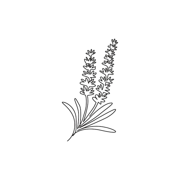 Dibujo de una sola línea arte de decoración de pared de lavandula Flor de lavanda para vector de diseño de tarjetas de felicitación