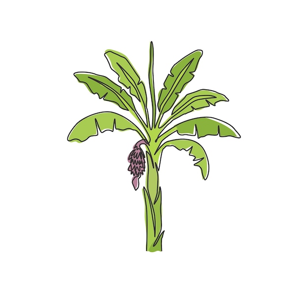 Dibujo de una sola línea de un plátano fértil y fresco Ilustración vectorial del diseño de la planta de plátano