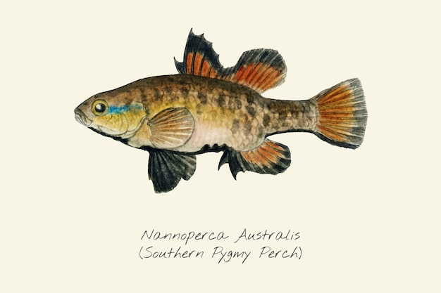 Dibujo de un southern pygmy perch