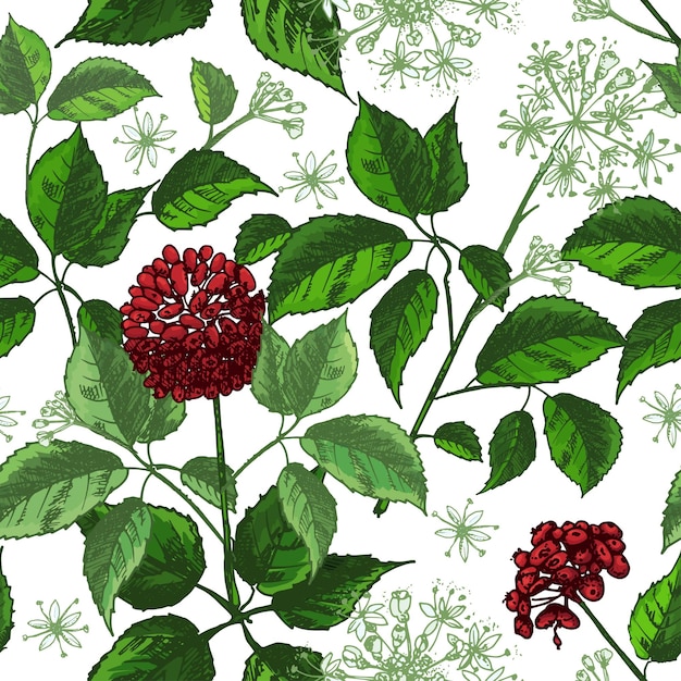 Vector dibujo de tinta botánica realista patrón de color transparente con flores de raíz de ginseng y bayas aisladas en la colección de hierbas florales blancas planta de medicina tradicional china