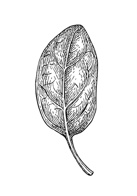 Dibujo a tinta de espinacas