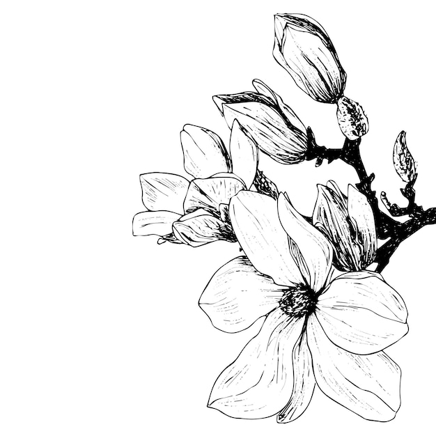 Dibujo de tinta de la flor de magnolia en el contorno de la rama dibujado a mano clipart aislado
