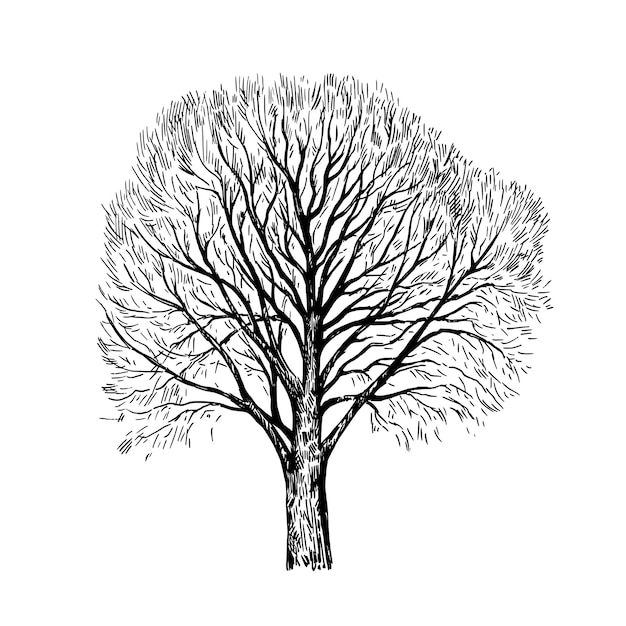 Dibujo a tinta de un gran árbol sin hojas aislado sobre un fondo blanco Ilustración vectorial