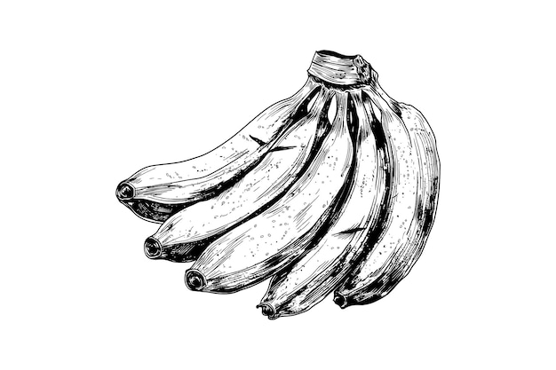 dibujo de tinta de un ramo de plátanos en diseño de ilustración de vector blanco
