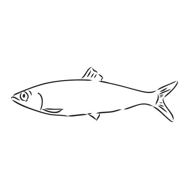 Dibujo de tinta sardina de sardina pequeño arenque ilustración de vector dibujado a mano de pescado i