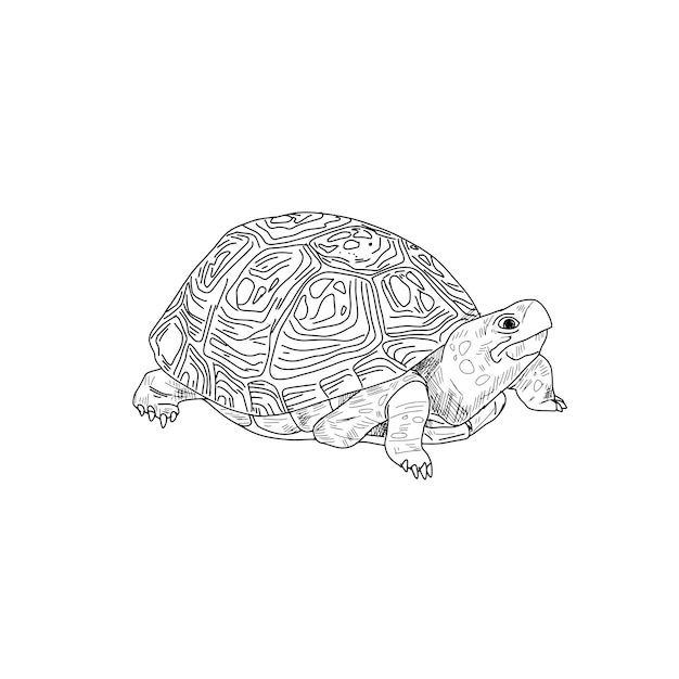 Un dibujo de una tortuga.