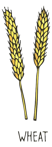 Vector dibujo de trigo dibujo de oreja de cultivo de granja de color aislado sobre fondo blanco