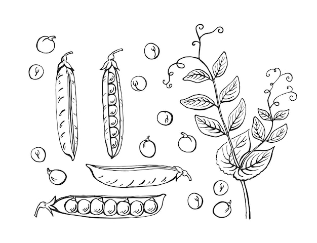 Dibujo de vainas de guisantes Conjunto Ilustración dibujada a mano convertida en vector Ilustración de alimentos orgánicos aislada sobre fondo blanco