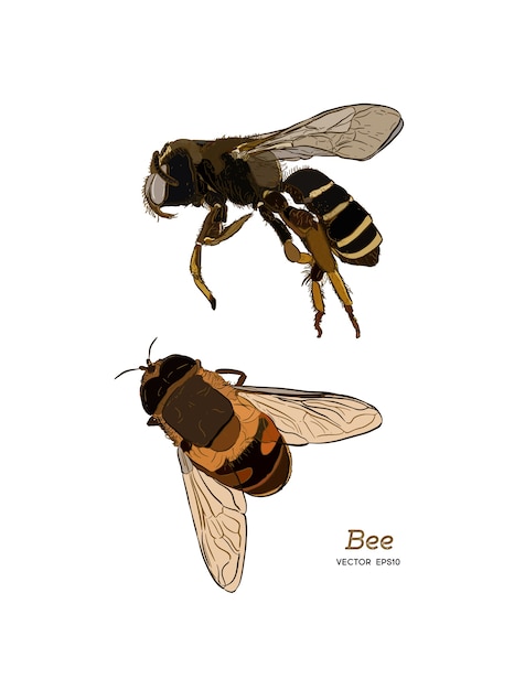 Dibujo de vector vintage de abeja de miel.