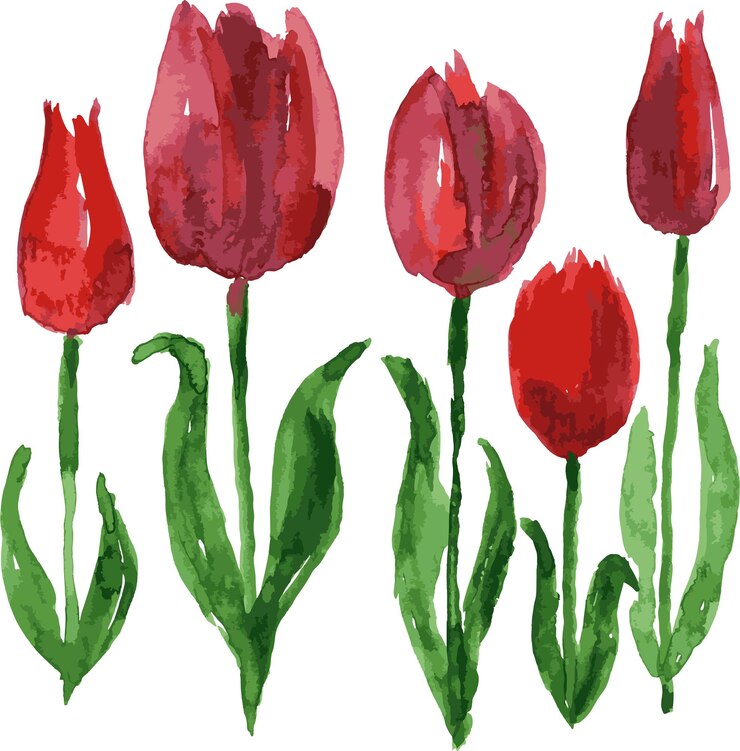 Vector dibujo vectorial de acuarela de tulipanes rojos en flor