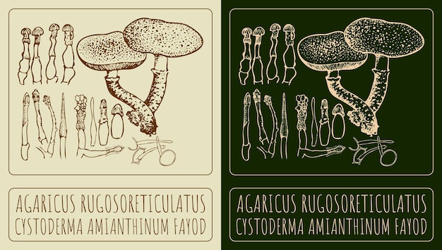 Dibujo vectorial AGARICUS RUGOSORETICULATUS El nombre latino es CYSTODERMA AMIANTHINUM FAYOD