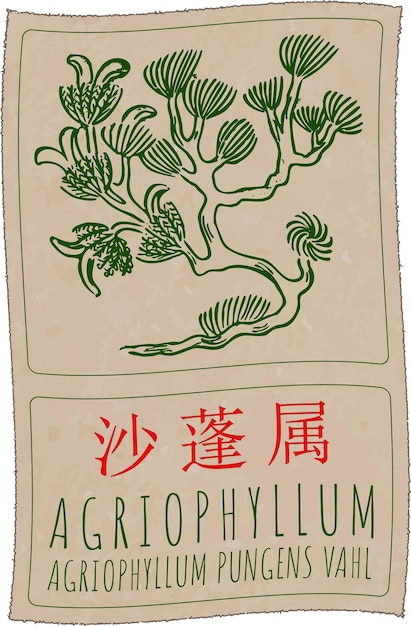 Dibujo vectorial AGRIOPHYLLUM en chino Ilustración dibujada a mano Nombre en latín AGRIOP HYLLUM PUNGENS VAHL