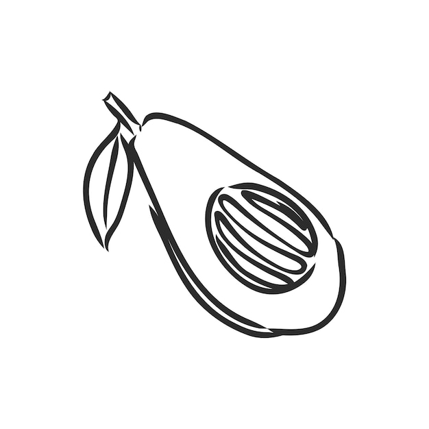 Dibujo vectorial de aguacate sobre un fondo blanco Ilustración de contorno de aguacate