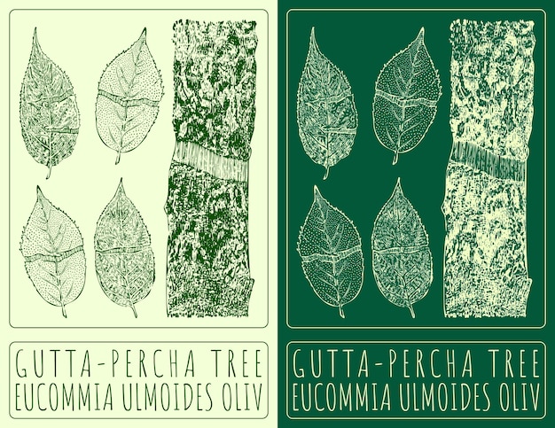 Dibujo vectorial ARBOR GUTTAPERCHA Ilustración dibujada a mano El nombre latino es EUCOMMIA ULMOIDES OLIV