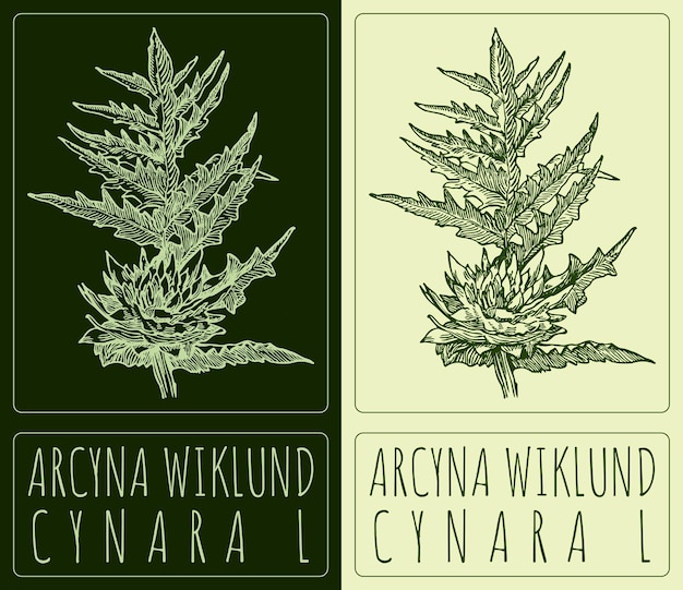 Dibujo vectorial ARCYNA WIKLUND Ilustración dibujada a mano El nombre latino es CYNARA L