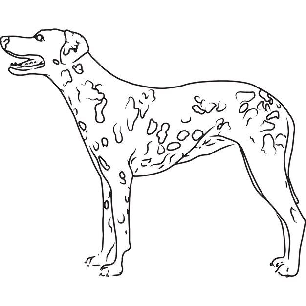 Vector dibujo vectorial bosquejado a mano de perro dálmata