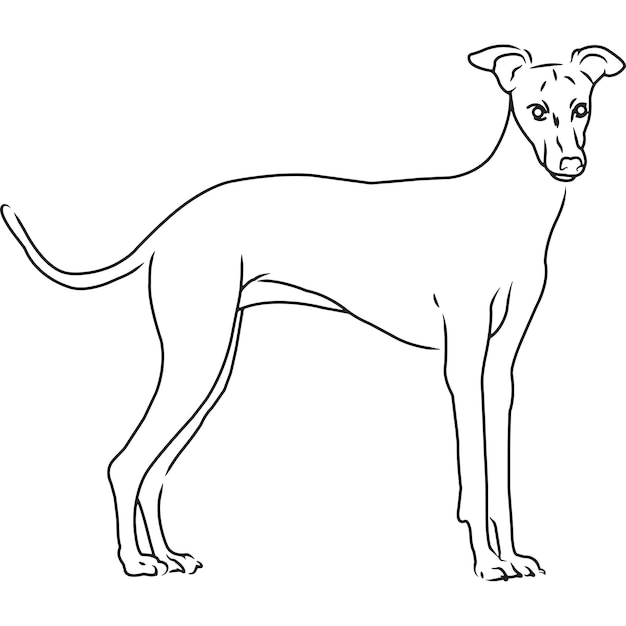 Dibujo vectorial bosquejado a mano de perro galgo