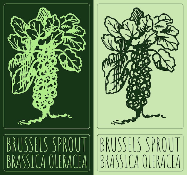 Dibujo vectorial BRUSSELS SPROUT Ilustración dibujada a mano Nombre latino BRASSICA OLERACEA GEMMIFERA GROUP