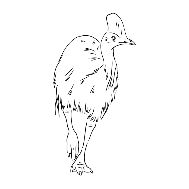 Dibujo vectorial de casuario en blanco y negro dibujado a mano