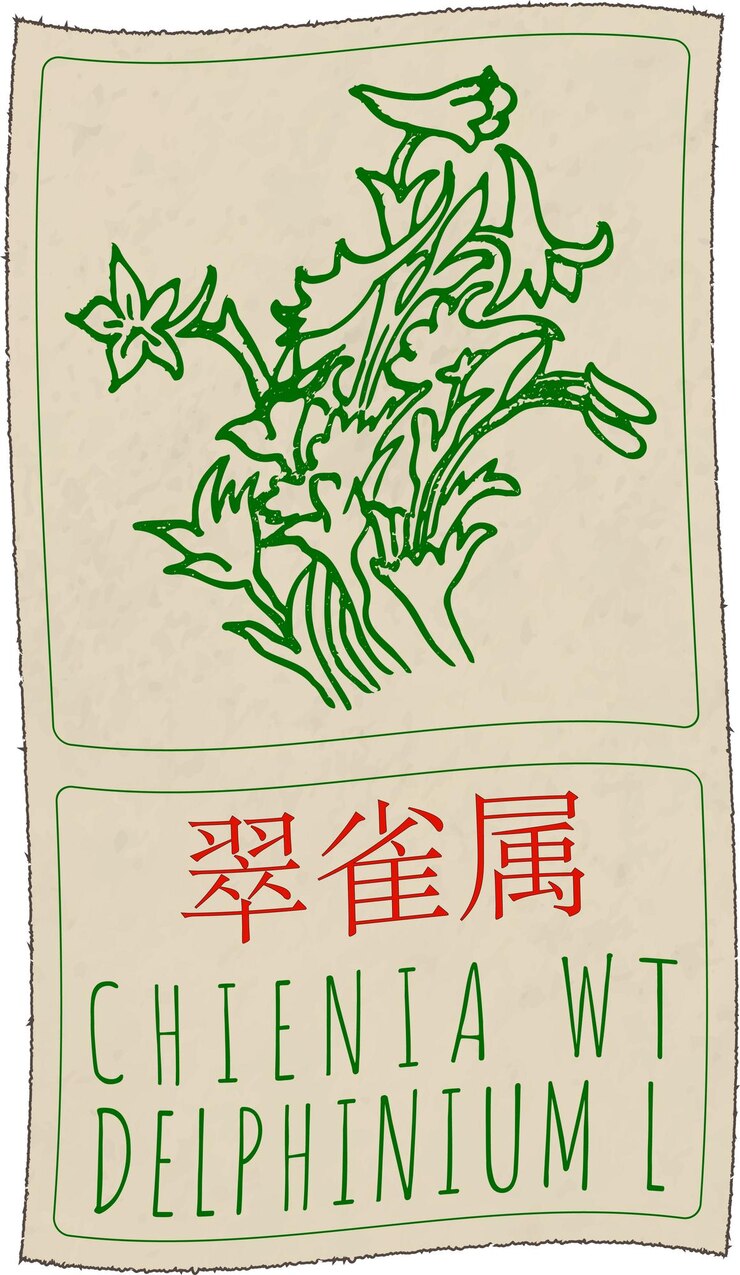 Vector dibujo vectorial chienia wt en chino ilustración dibujada a mano el nombre latino es delphinium l