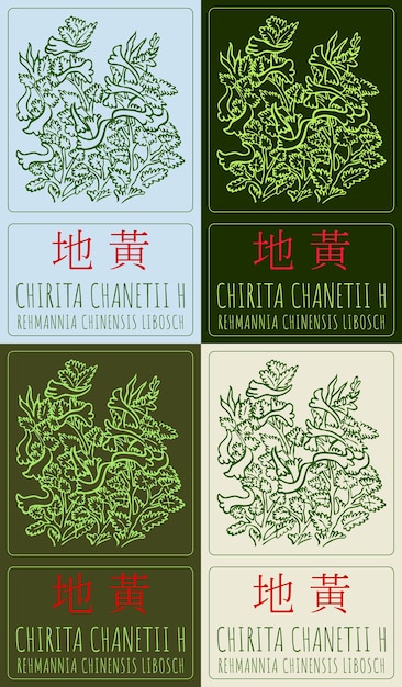 El dibujo vectorial CHIRITA CHANETII H en chino en colores El nombre latino es REHMANNIA CHINENSIS LIBO