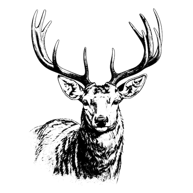 Dibujo vectorial de ciervo Ilustración de estilo grabado de objeto dibujado a mano aislado