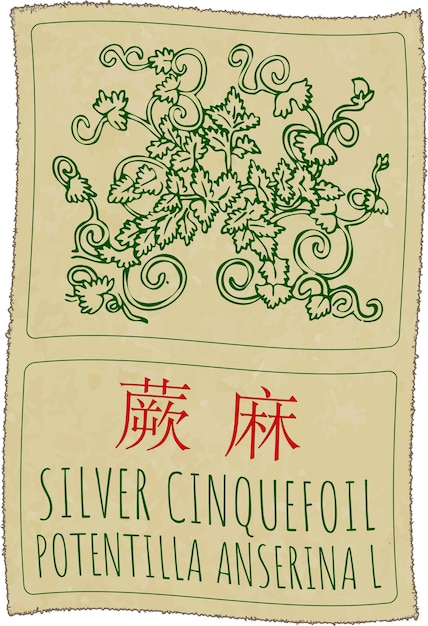 Dibujo vectorial CINQUEFOIL de plata en chino Ilustración dibujada a mano Nombre latino POTENTILLA ANSERINA L
