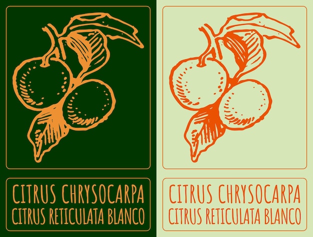 Dibujo vectorial CITRUS CHRYSOCARPA Ilustración dibujada a mano El nombre latino es CITRUS RETICULATA BLANCO