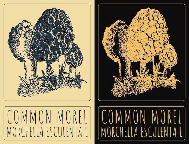 Dibujo vectorial COMON MOREL Ilustración dibujada a mano El nombre latino es MORCHELLA ESCULENTA L