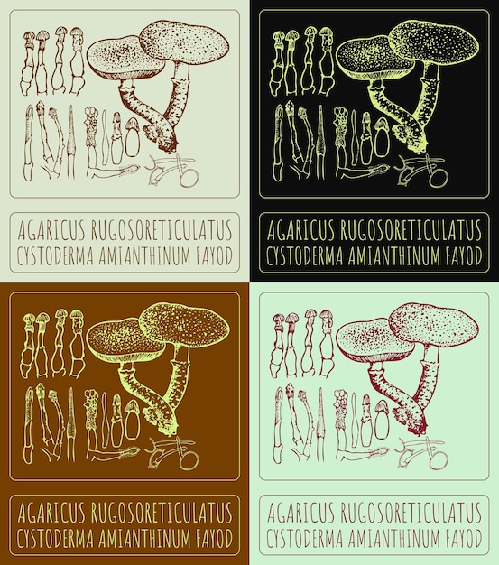 El dibujo vectorial del conjunto AGARICUS RUGOSORETICULATUS en colores El nombre latino es CYSTODERMA AMIANTHINUM FAYOD