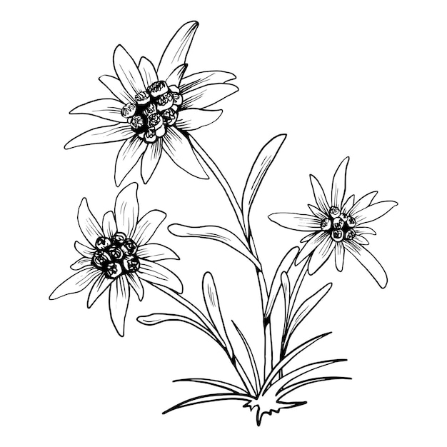 Vector dibujo vectorial de contorno en blanco y negro de la flor de edelweiss aislada