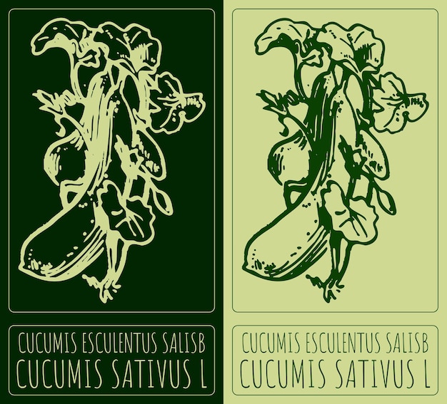 Dibujo vectorial CUCUMIS ESCULENTUS SALISB Ilustración dibujada a mano El nombre latino es CUCUMIs SATIVUS L