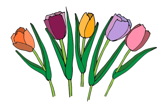 Vector dibujo vectorial de dibujo de ramo de flores de tulipán color brillante con contorno negro conjunto de 5 flores