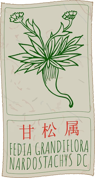 Dibujo vectorial FEDIA GRANDIFLORA en chino Ilustración dibujada a mano El nombre latino es NARDOSTACHYS DC