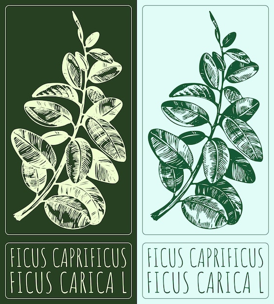 Dibujo vectorial FICUS CAPRIFICUS Ilustración dibujada a mano El nombre latino es CICHORIUM FICUS CARICA L