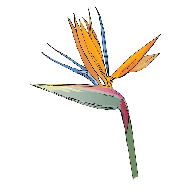 dibujo vectorial flor exótica Strelitzia