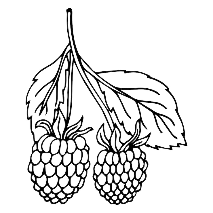 Vector dibujo vectorial de frambuesa. bosquejo aislado de la rama de la baya en el fondo blanco.