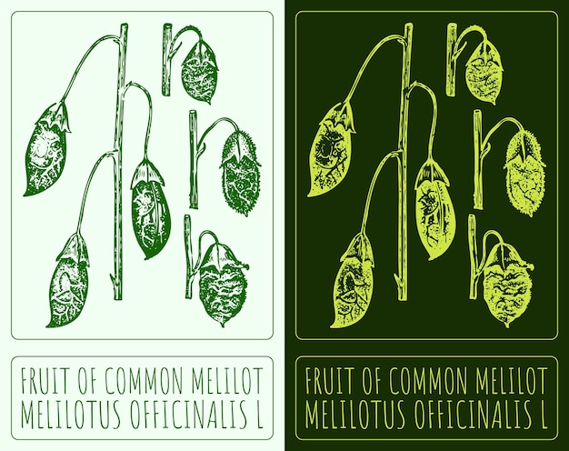 Dibujo vectorial FRUIT OF COMMON MELILOT Ilustración dibujada a mano El nombre latino es MELIlOTUS OFFICINALIS L